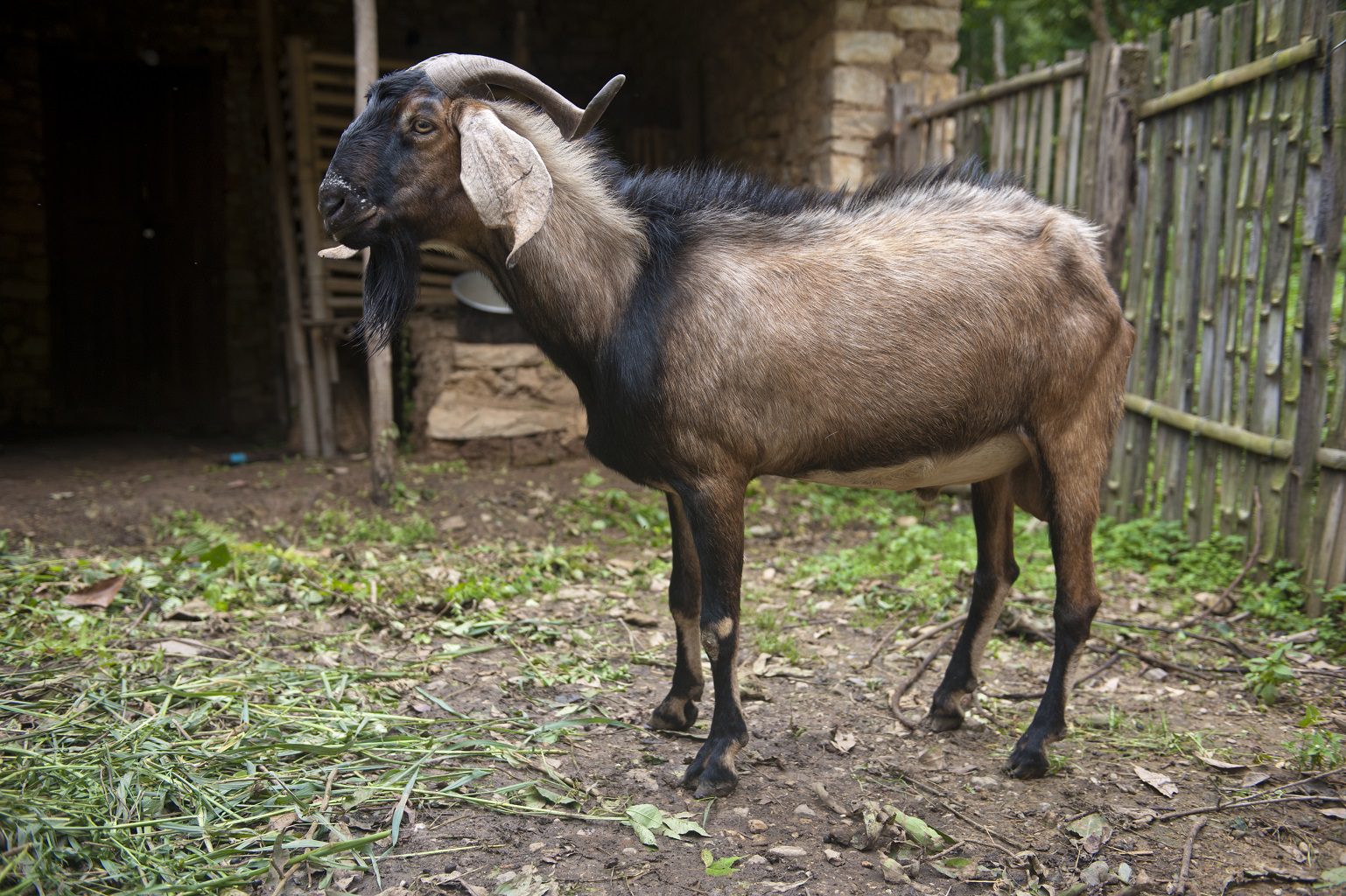 whole goat