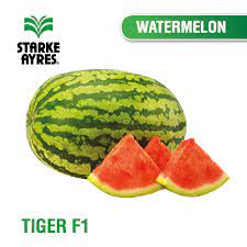 Water Melon F1 -  50gm
