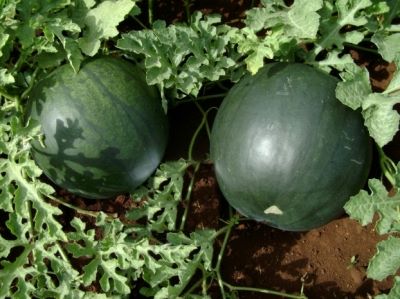 Watermelon Sugar Baby – Most Popular And Grown Watermelon Variety - 50gm 
