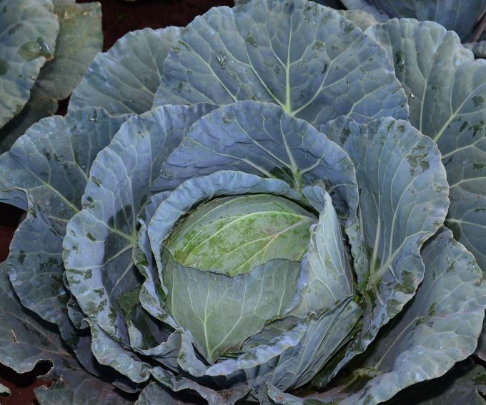 Cabbage - Zawadi F1  -10gm