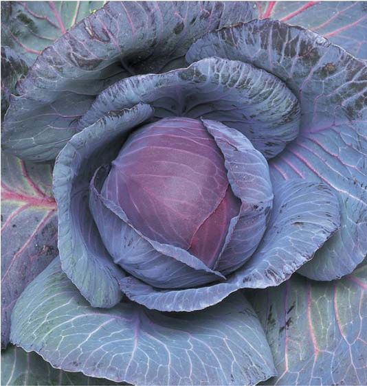 Cabbage - Ruby Perfecfion F1 - 10gm