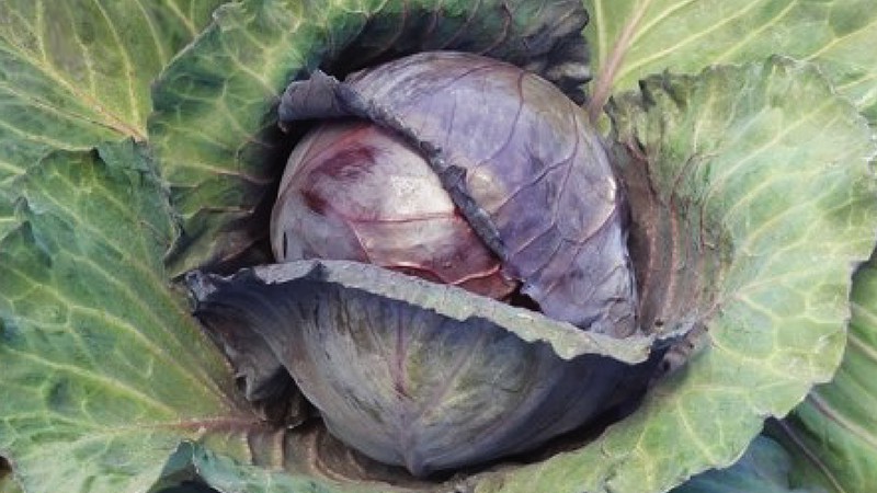 Cabbage - Ruby Perfecfion F1 - 10gm