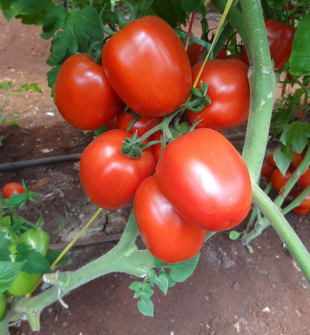 Tomato - Bawito F1- Top hybrid -10gm