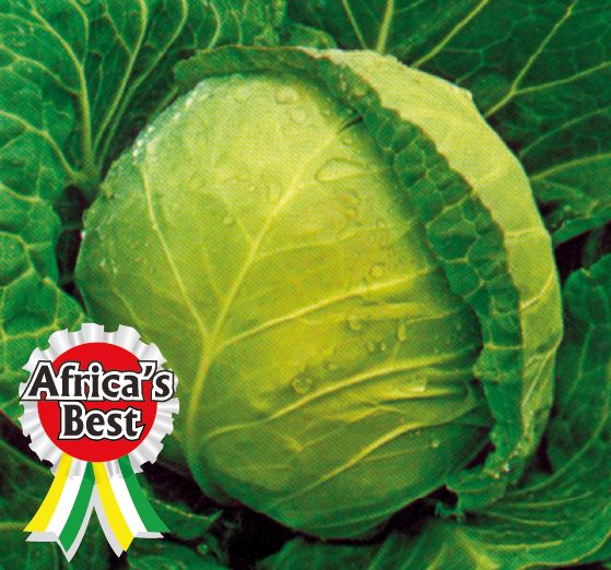 Cabbage - Copenhagen Market - The Most Popular Early Maturing Ball-headed Variety- 50gm