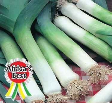 Leek - Large American Flag - Variety With Big Plants Having Compact Greyish Green Leaves-  50gm