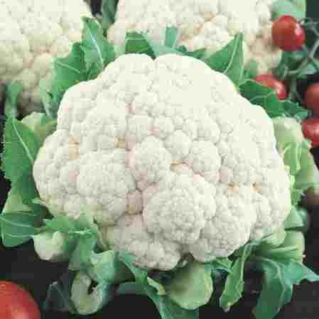 Cauliflower Snow Ball -50gm