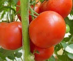 Tomato - Tengeru -97-Determinate Round Tomato With A High Yield Potential  -50gm