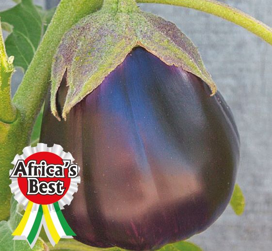 Egg plant -Black Beauty- Eggplant Variety With Large, Almost Round Dark Purple Fruits -50gm