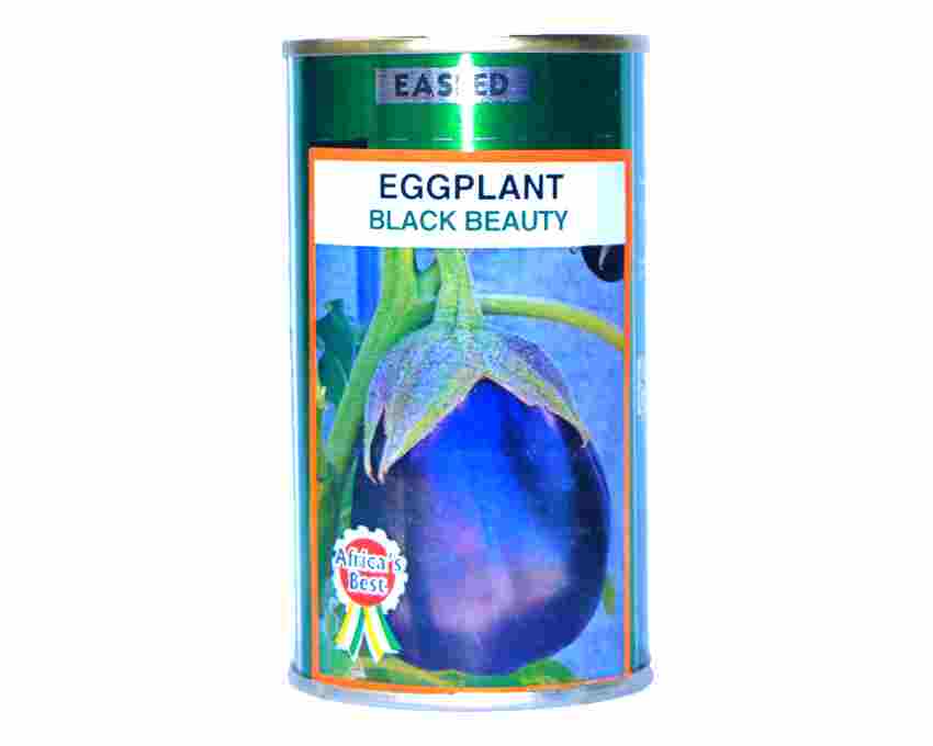 Egg plant -Black Beauty- Eggplant Variety With Large, Almost Round Dark Purple Fruits -50gm