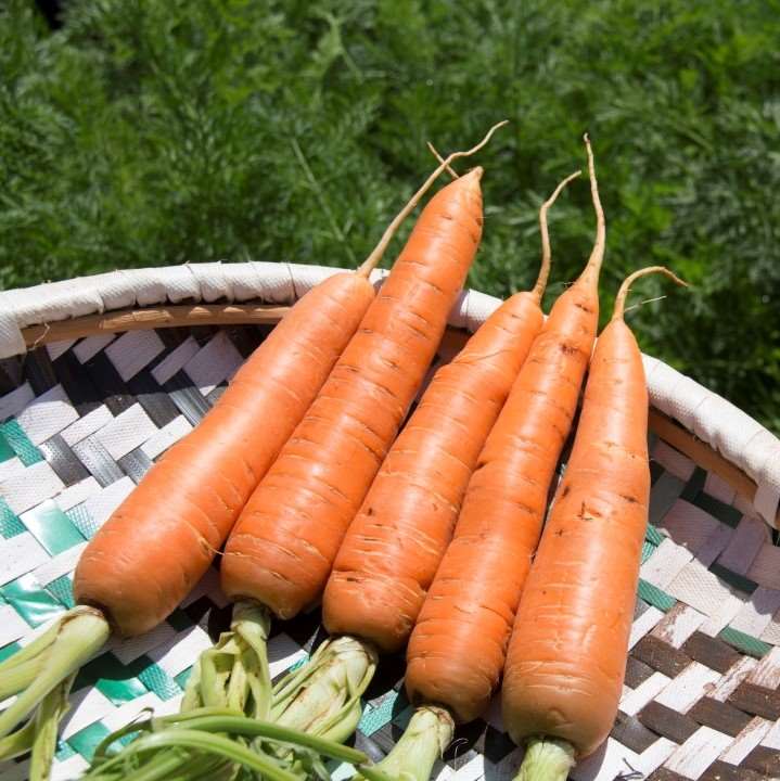 Carrot - Nantes - 50gm - High Yielding Carrots With Straight, Long Cylindrical Roots
