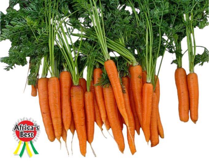 Carrot - Nantes - 50gm - High Yielding Carrots With Straight, Long Cylindrical Roots