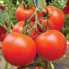 Tomato Riogrande VF – Determinate Tomato With Compact Plants