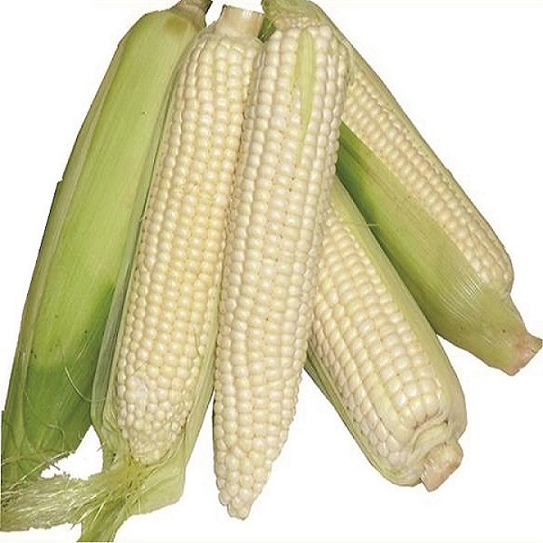 Hybrid Maize H614d -  2kg