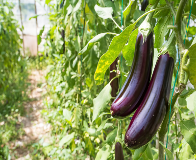 Eggplant - Early Long Purple - 50gm